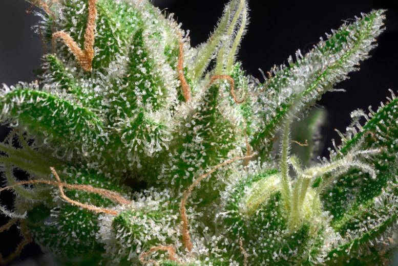 importance of cannabis trichomes