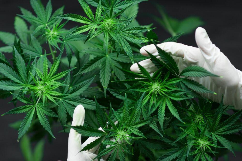 cannabis micro cultivation
