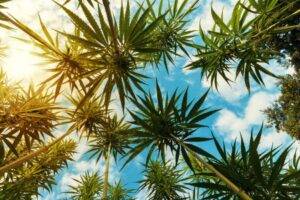 perfect strains for summer