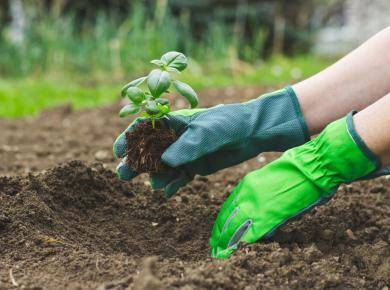 cannabis companion plants