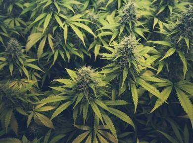cannabis sativa