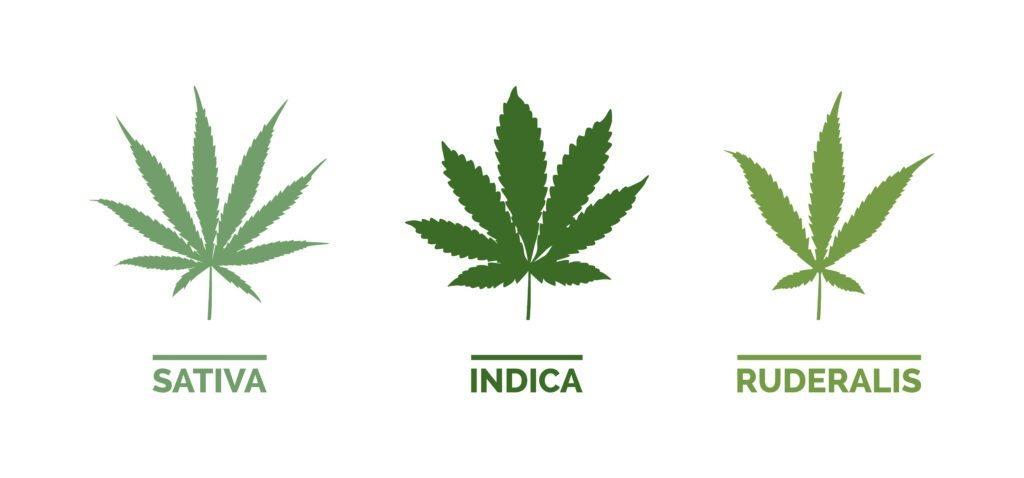 Cannabis sativa indica ruderalis leaves