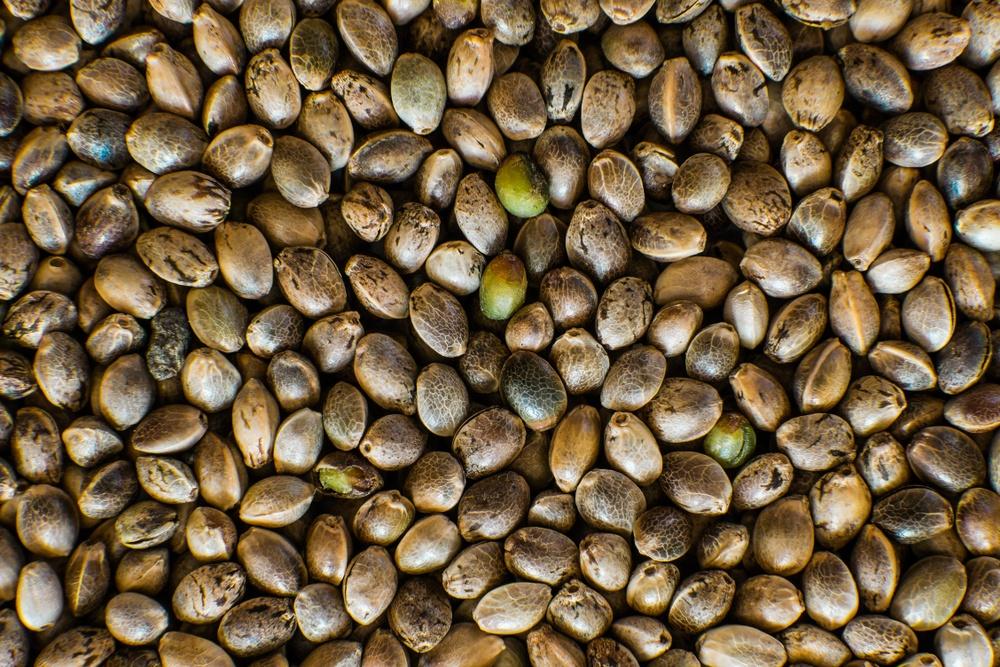 cannabis sativa seeds