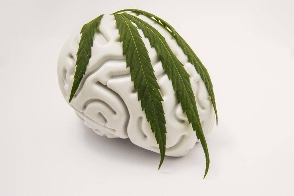 human brain and cannabis