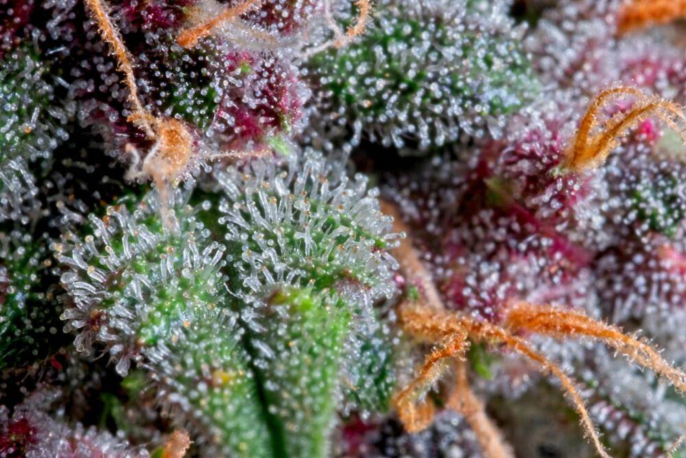 trichomes on cannabis plant