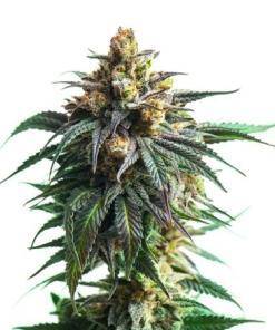 Kali Jack Feminized Marijuana Seeds