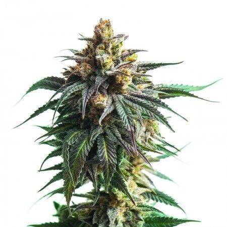 Kali Jack Feminized Marijuana Seeds