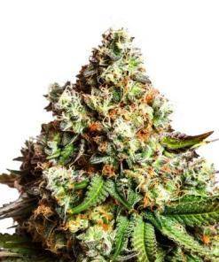 Capa Harley CBD Feminized Marijuana Seeds