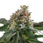 Caramelicious Feminized Cannabis Seeds