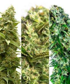 Indica Feminized Cannabis Seeds Combo Pack