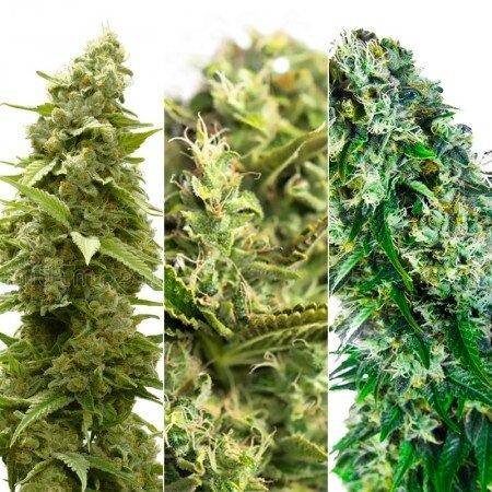 Indica Fem Combo Pack Cannabis Seeds