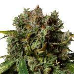 Orange Bud Autoflower Marijuana Seeds