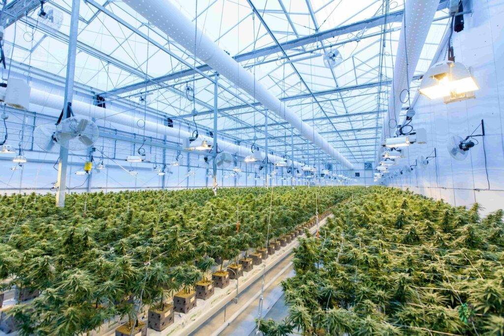 Check The Trippiest 20 Cannabis World Records Amsbank Check The Trippiest 20 Cannabis World Records Amsbank