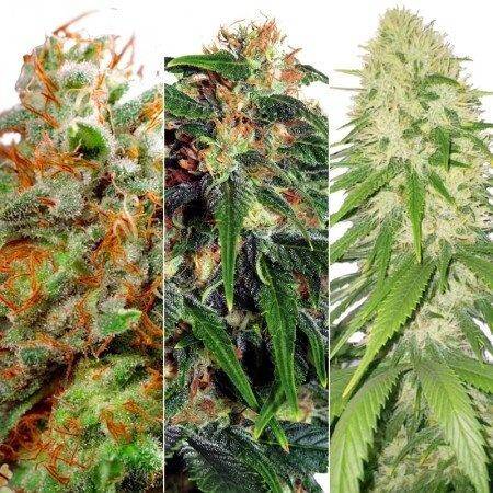 Sativa Feminized Combo Pack Marijuana Seeds