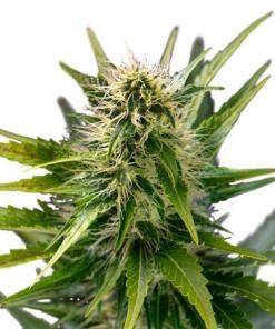Sour Kali Feminized Cannabis Seeds