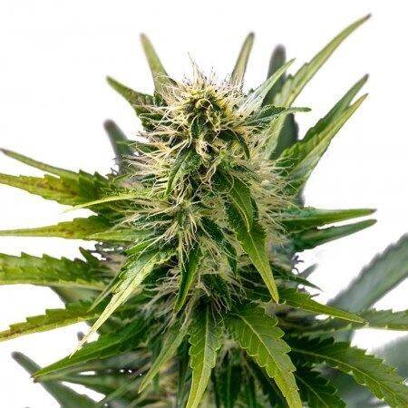 New Kali Feminized Cannabis Seeds