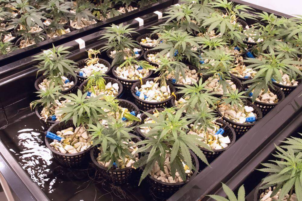 Cannabis hydroponics farm
