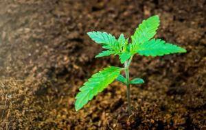 Cannabis plant on coco coir soil