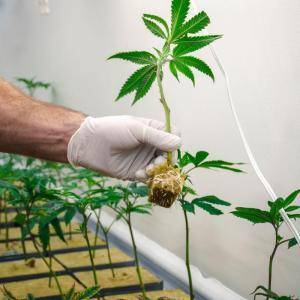 Cannabis plant on rockwool