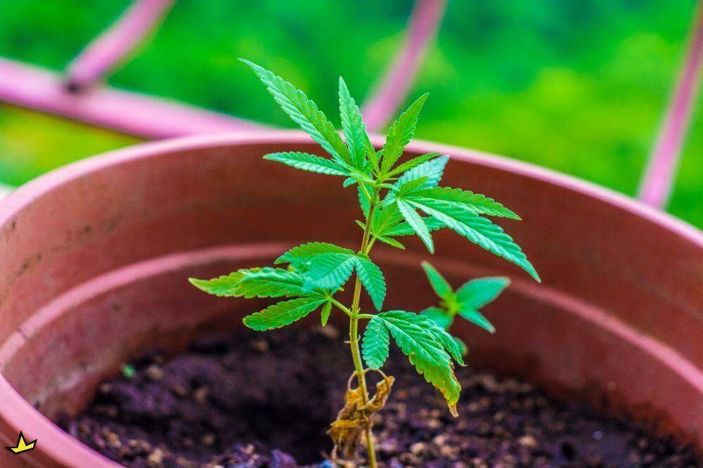 Cannabis plant fertilized