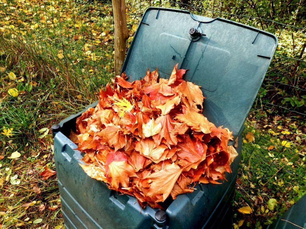 Composting leaves in bin