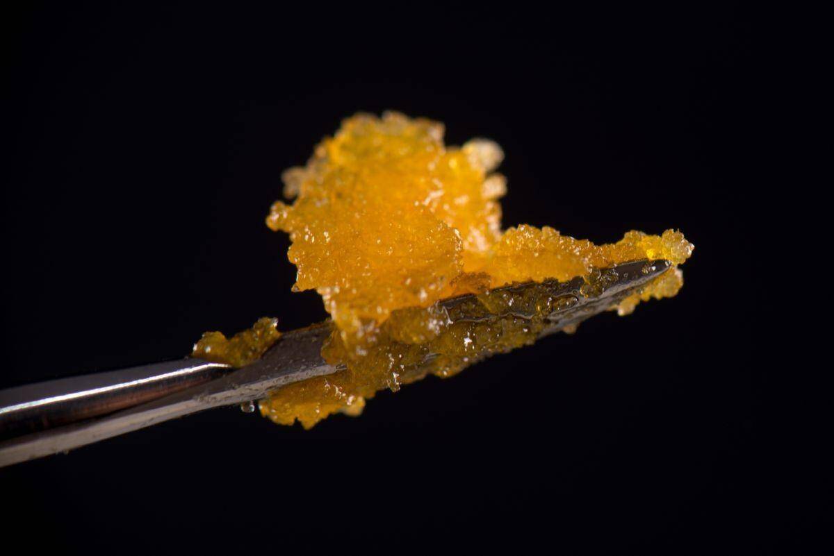Live resin fresh from the buds