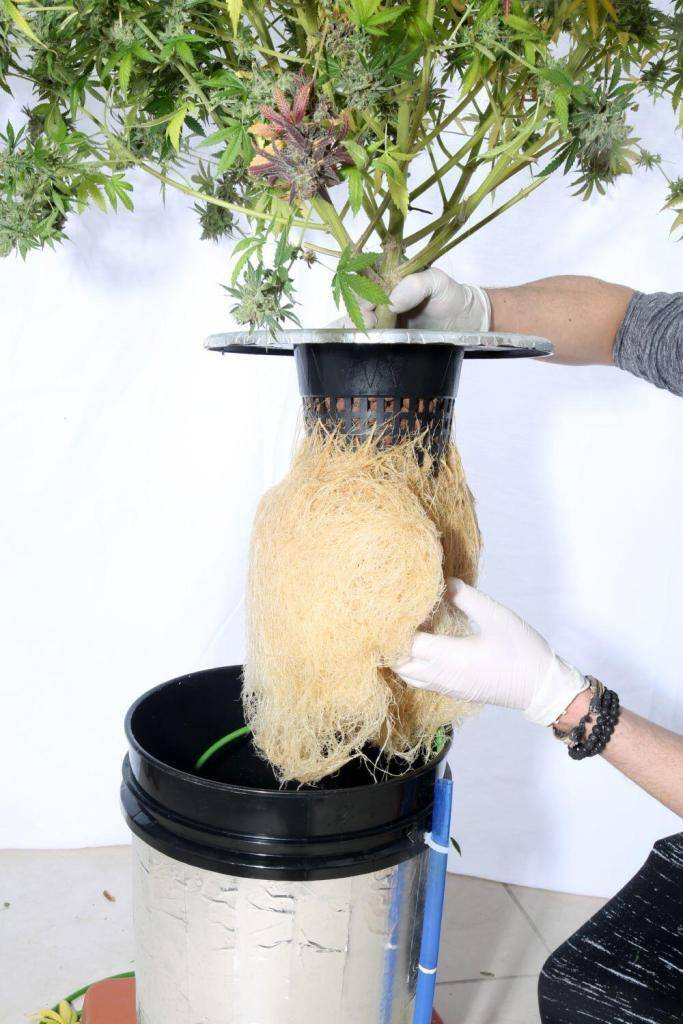 Cannabis hydroponics big roots