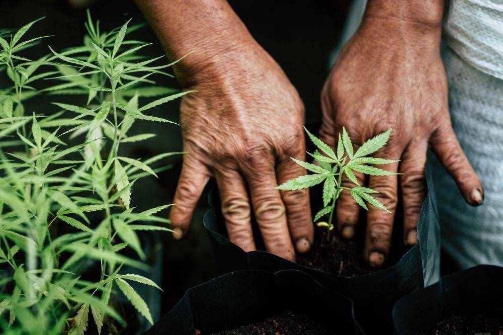 Marijuana fertilizing