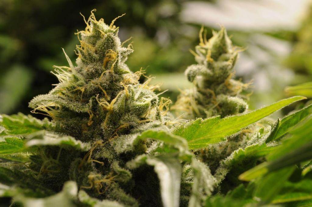 Marijuana plant top