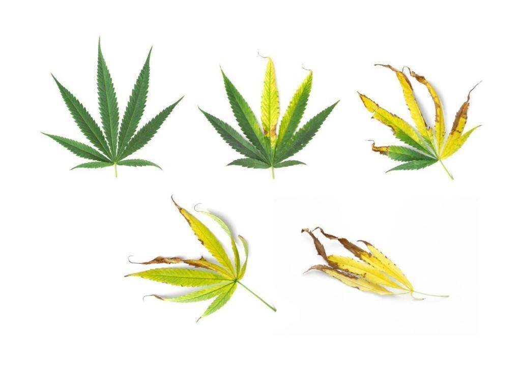 Cannabis leaves nutrient burn