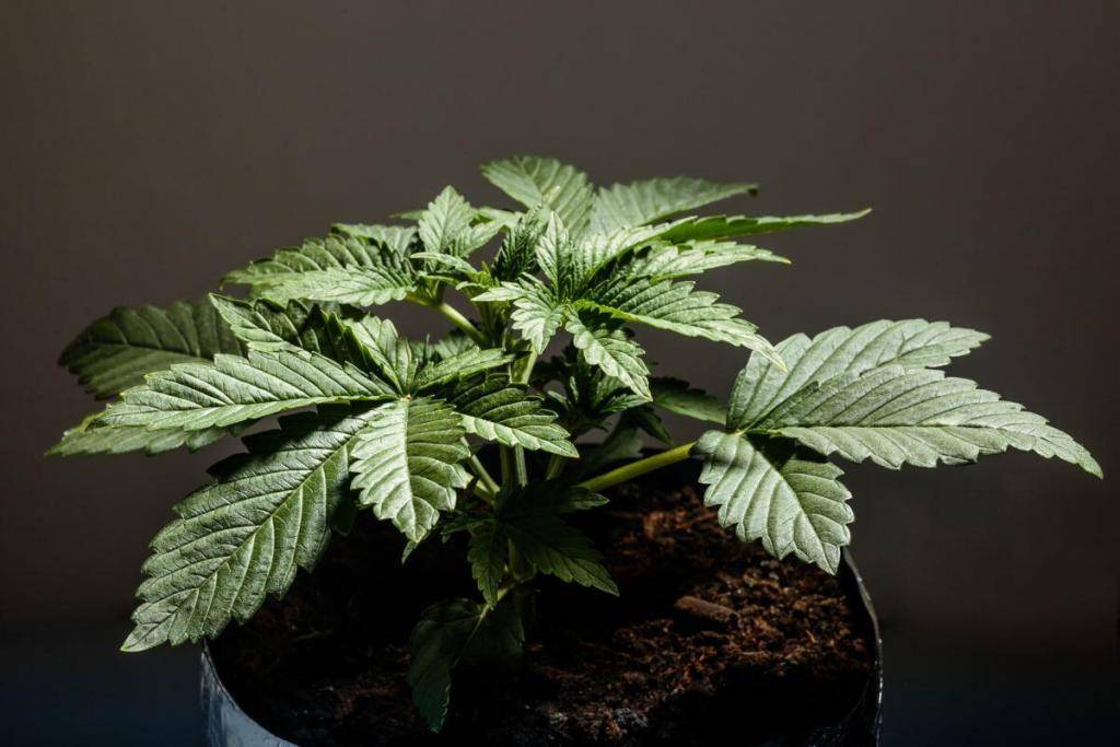 Small cannabis plant