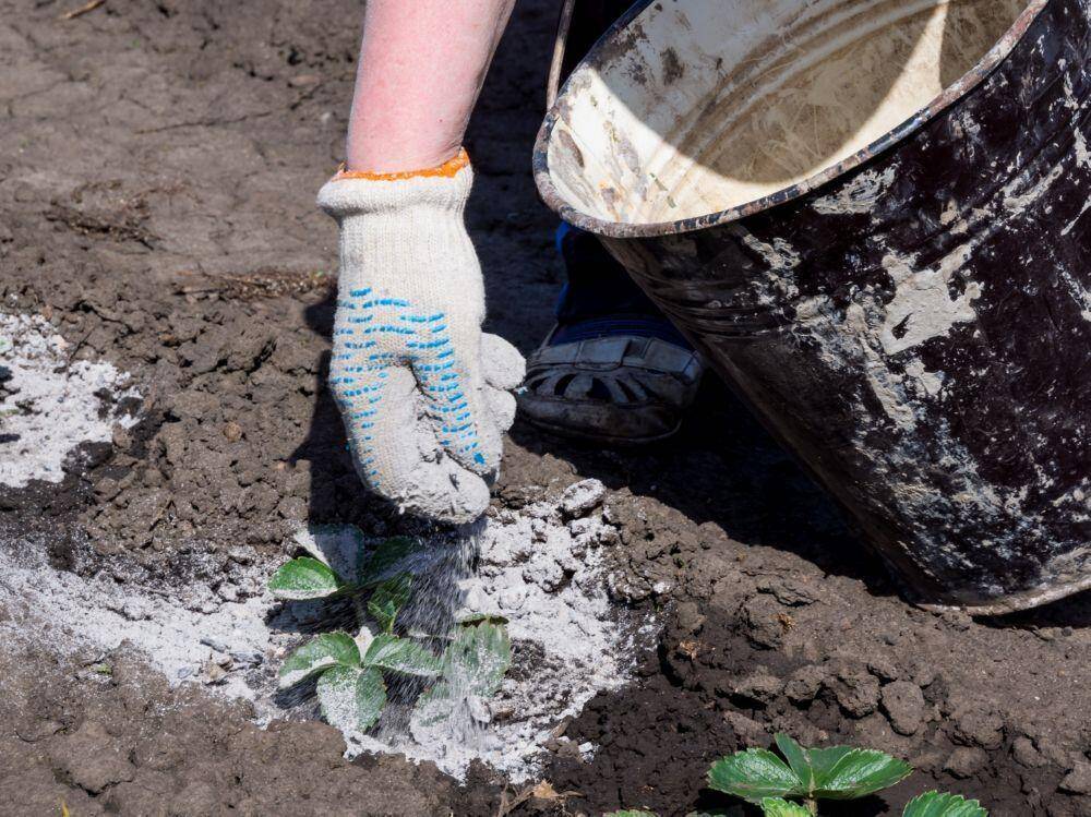 Fertilizing strawberry with woodash