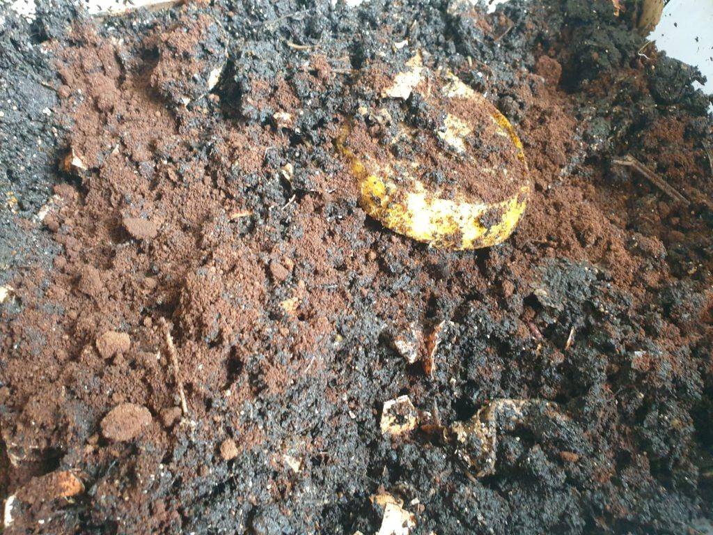 Coffee grounds in worm bin