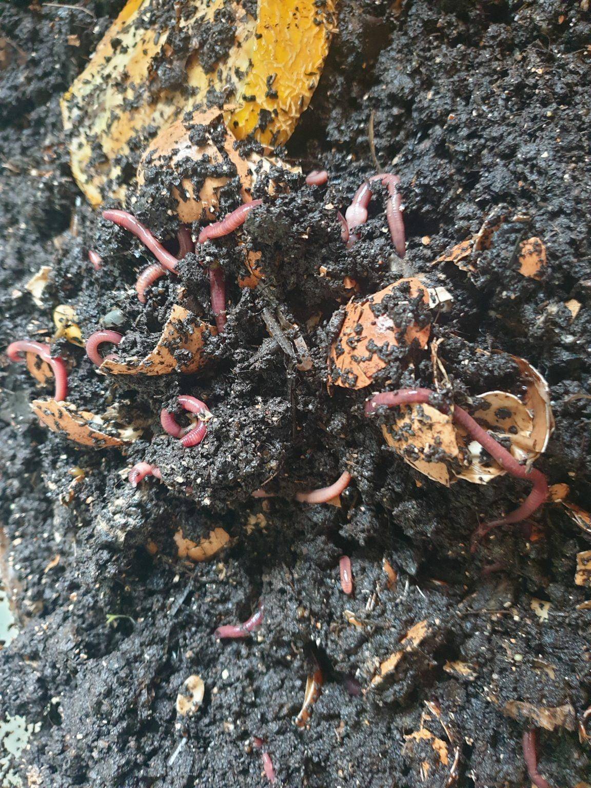 Worm castings as marijuana fertilizer? (Ultimate Guide)