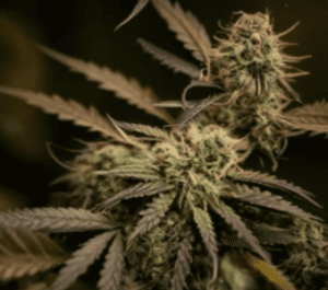 Plants-of-marijuana