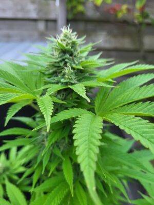 You are currently viewing What do autoflower seeds look like?
