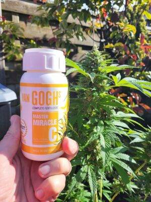 You are currently viewing Can autoflower produce seeds?