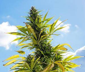 Big cannabis plant flowering