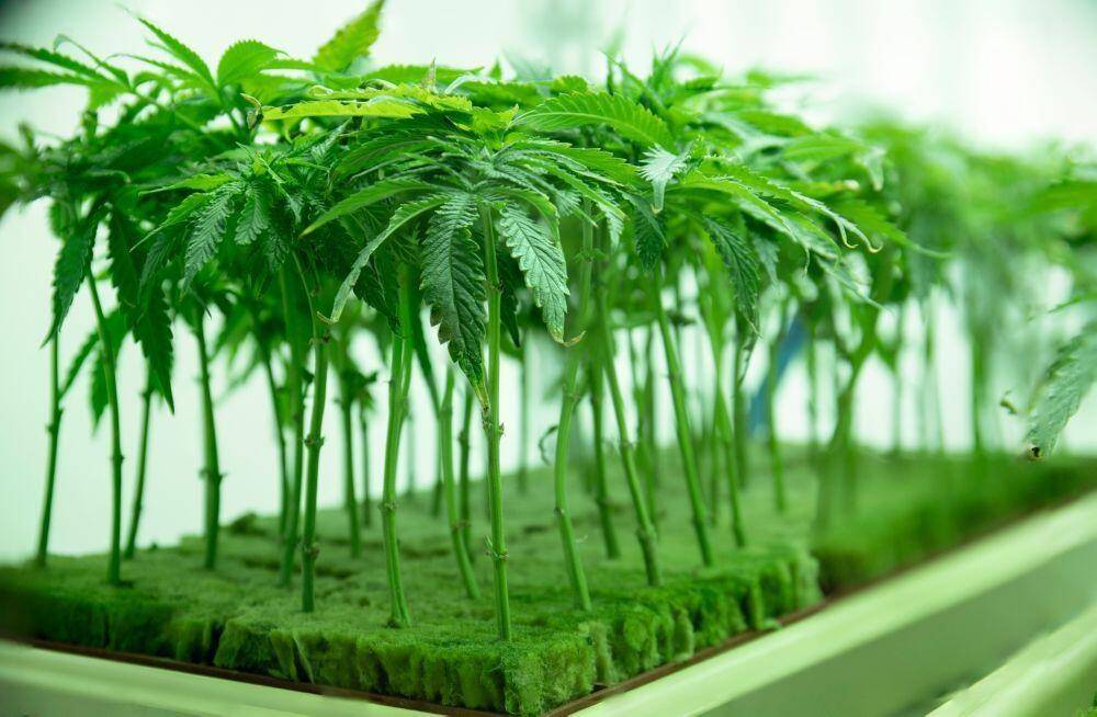 Cannabis cuttings growing
