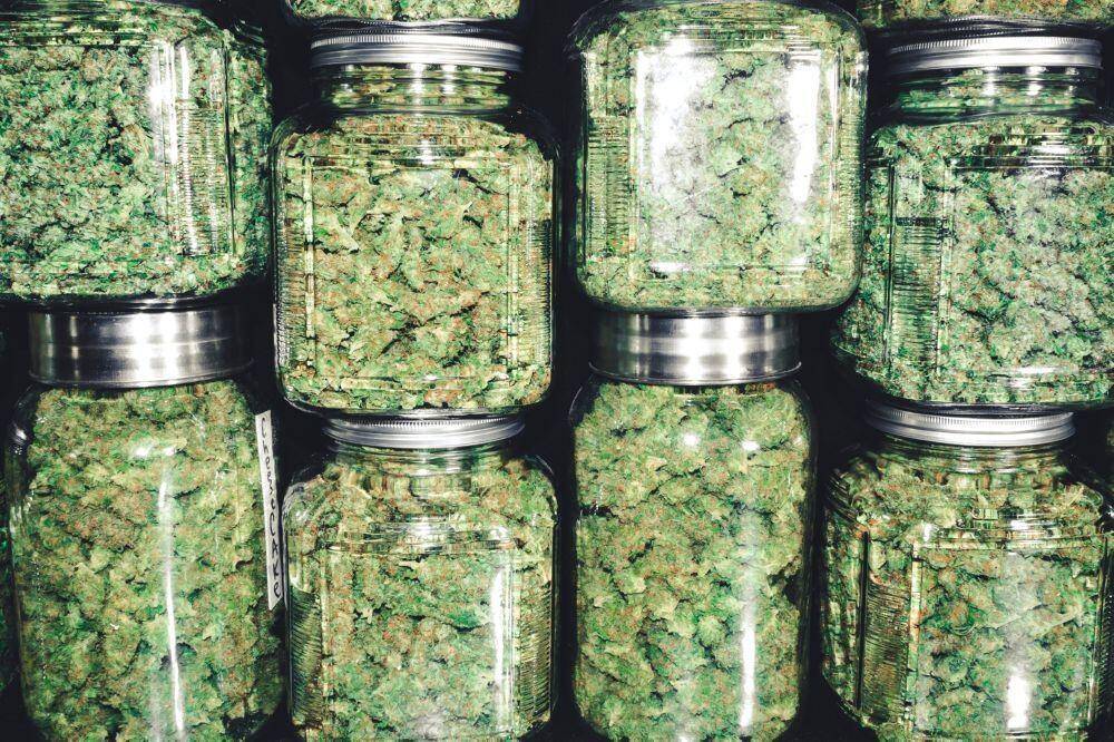 Curing cannabis buds in jars