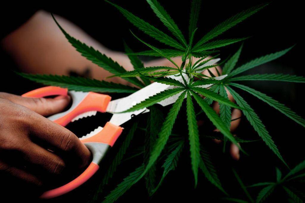 Cutting cannabis leaves off the plant
