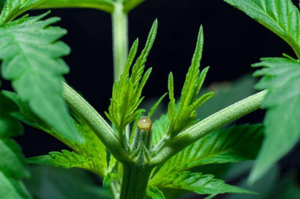 Cutting top of cannabis plant