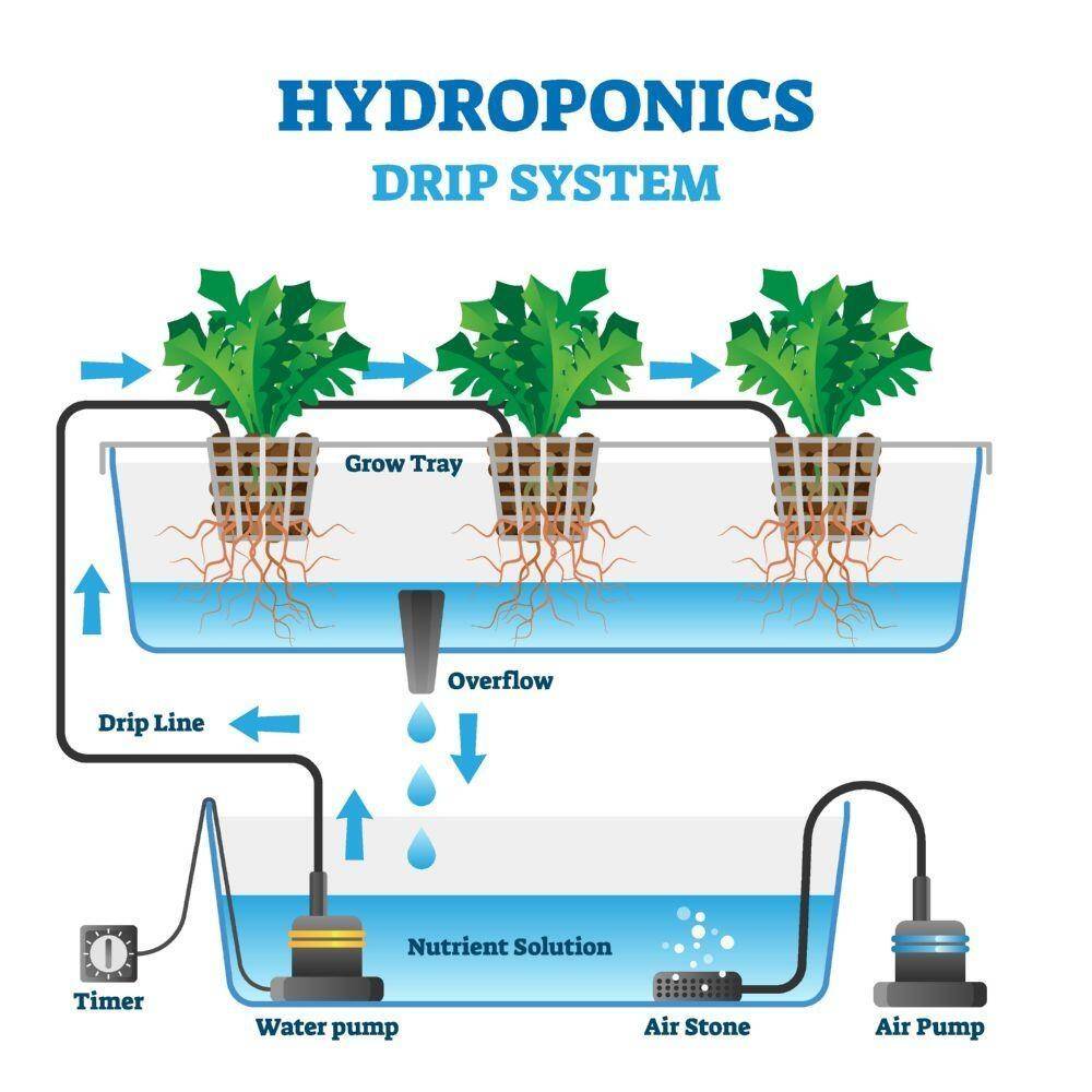Hydroponics drip system explained
