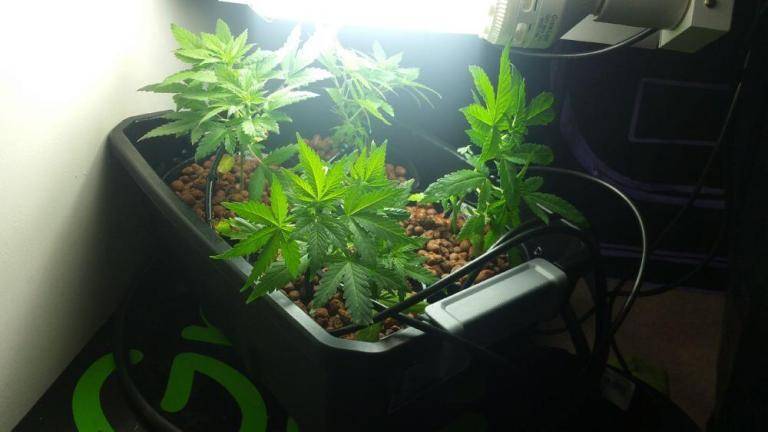 Weed plants in hydro setup