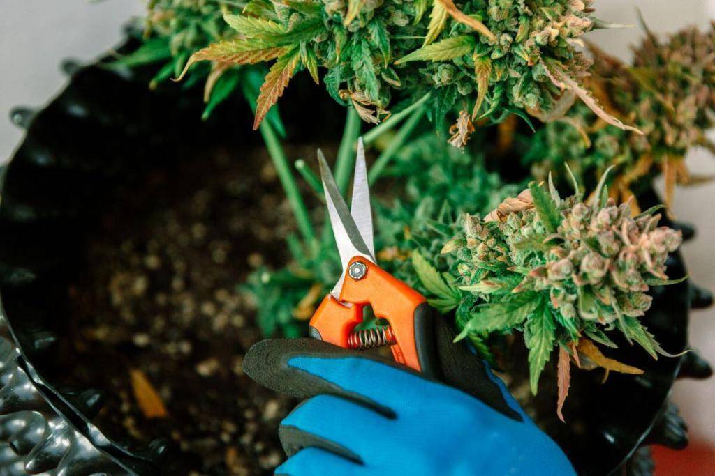 Cannabis plant cutting with pruning shear