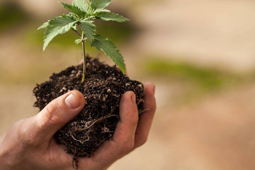 Cutting of cannabis plant