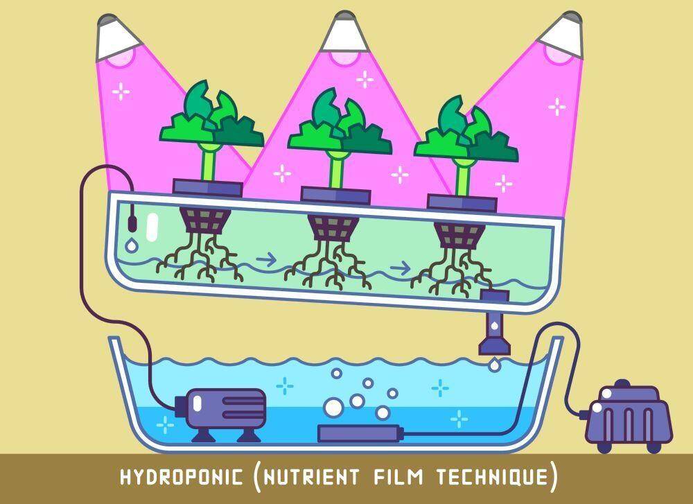 Nutrient film hydro technique