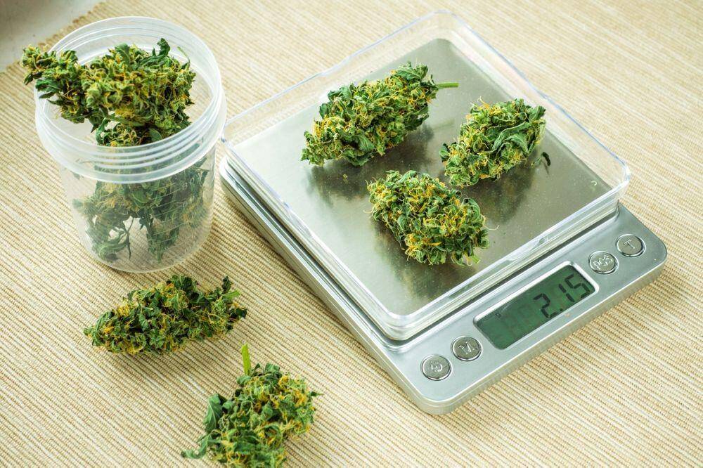 Weighing cannabis buds