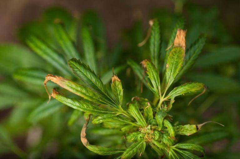 Cannabis plant excess nitrogen