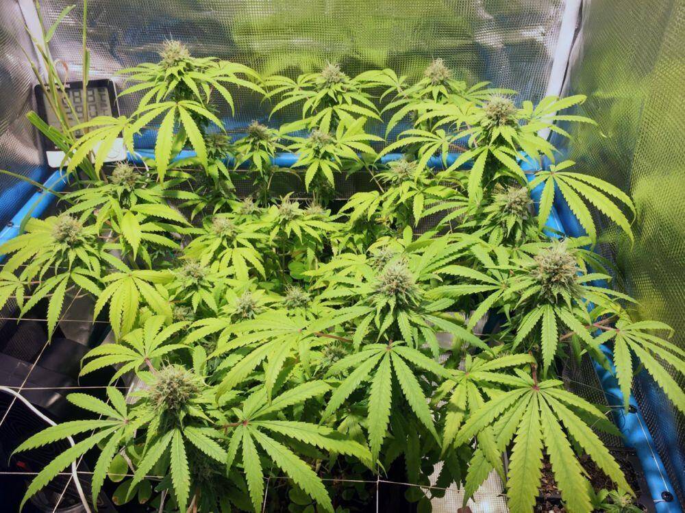 Cannabis indoor light levels